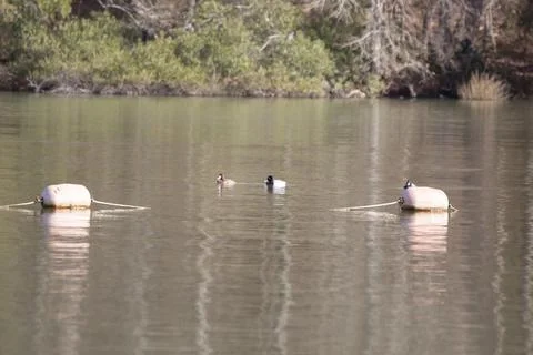 Three Lesser Scaup Ducks Foto stock