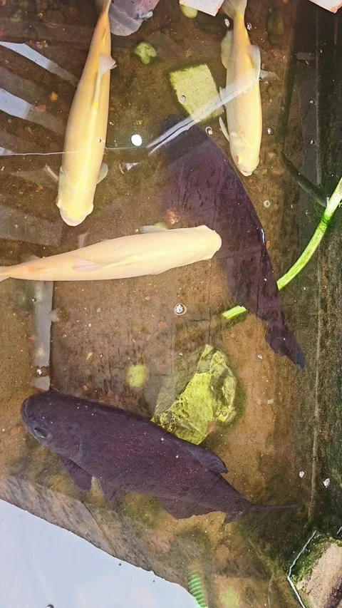 Three light-colored and two dark-colored fish swim in a clear pool. Video stock 315352290