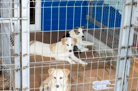 Three light dogs behind bars shelter Stock Photos