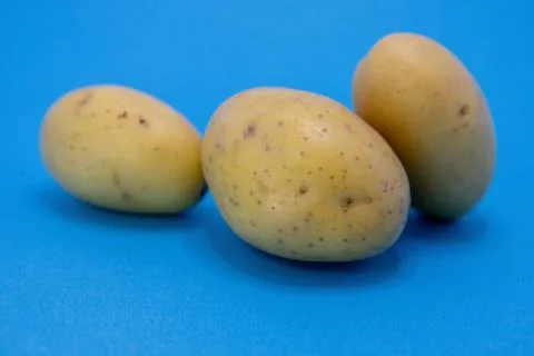 Three light-skinned potatoes are arranged on a bright blue background, showca Stock Photos