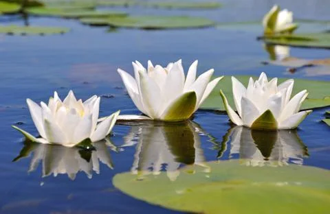 Three lilies Stock Photos