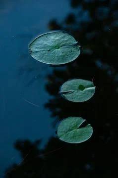 Three Lily Pads Float on Reflective Lake Water Stock Photos
