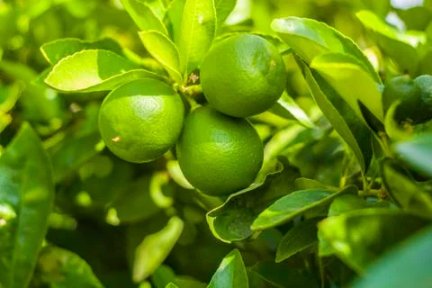 Three Limes on Tree Stock Photos