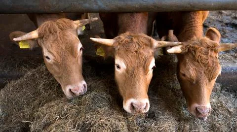 Three limousin calves feed inside barn on organic farm in holland near utrech Stock Photos