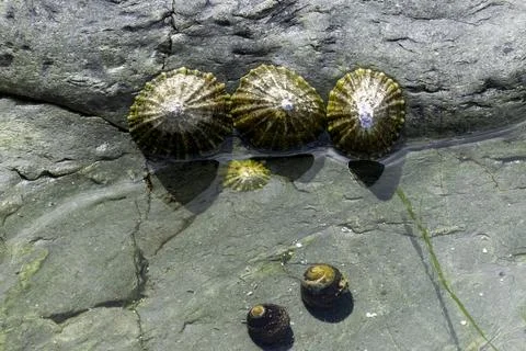 Three limpet shells on the edge of a rock pool Stock Photos