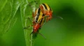 Three-lined Potato Beetle (Lema daturaphila) - Mating Pair 2 HD Footage