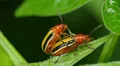 Three-lined Potato Beetle (Lema daturaphila) - Mating Pair 3 HD Footage