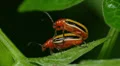 Three-lined Potato Beetle (Lema daturaphila) - Mating Pair 5 HD Footage