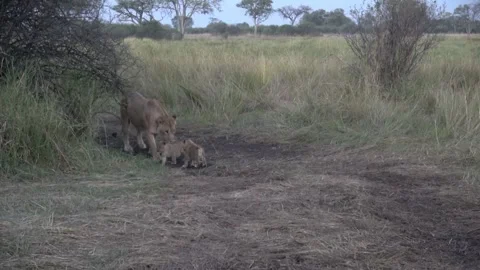 Three lion cubs bouncing along dusty track with lioness behind, Part 1 Stock Footage 322057752