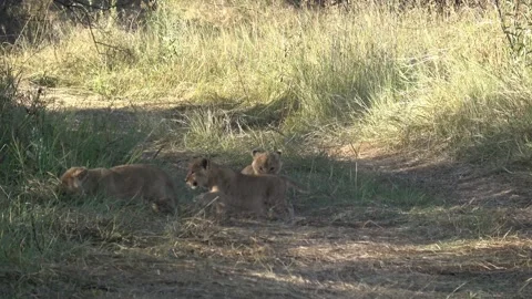 Three lion cubs chase and wrestle in continuous play — Part 2 Stock Footage 322982548