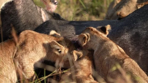 Three Lion Cubs Feeding Closely Together on Buffalo Carcass, African Wildlife Stock Footage 346246453