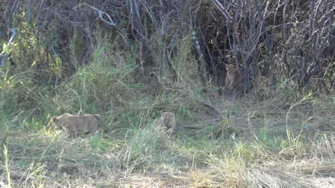 Three lion cubs outside den entrance exploring grass together — Part 2 스톡 동영상 322979899