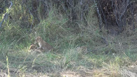 Three lion cubs outside den; central blue-eyed cub looks at camera — Part 3 스톡 동영상 322979987