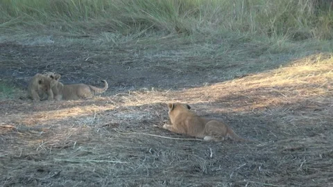 Three lion cubs play; one chews sticks while others wrestle — Part 2 Stock Footage 322979540