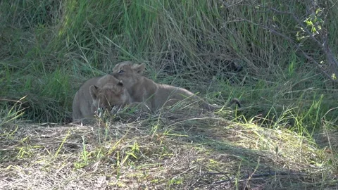 Three lion cubs pop up behind small rise, wrestling together — Part 6 Vídeos de archivo 322980294