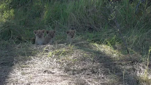Three lion cubs stare outward, then go back to playing together — Part 7 스톡 동영상 322980253