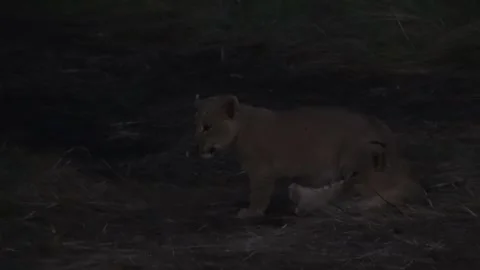 Three lion cubs wrestle outside den entrance in deepening night Stock Footage 322982893