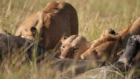 Three Lionesses Biting Buffalo Carcass in Close Up, African Wildlife Safari Stock Footage 346246554
