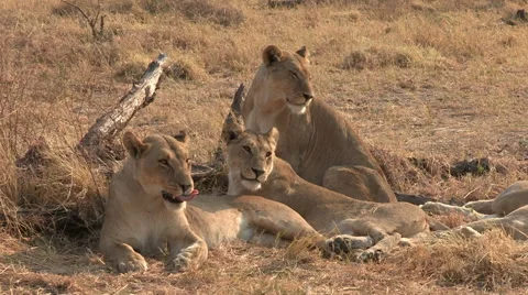 Three lionesses head rubbing and socializing Video stock 46374492