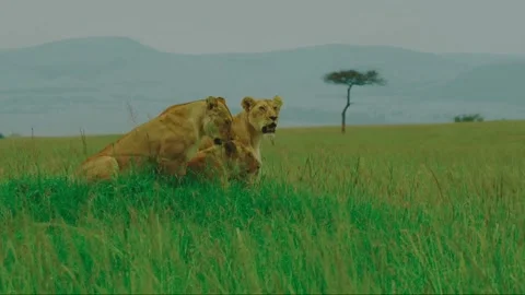 Three lionesses lying in the grass Stock Footage 145569952