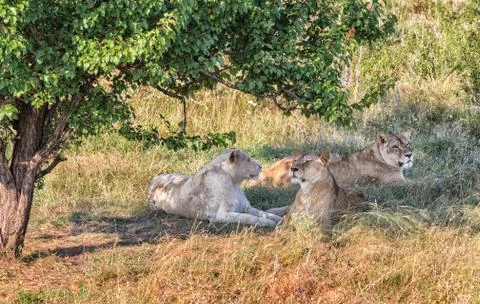 Three lionesses Stock Photos