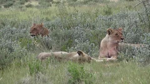 Three lionesses rest together with small movements — Continuation — Part 2 Video stock 320354591
