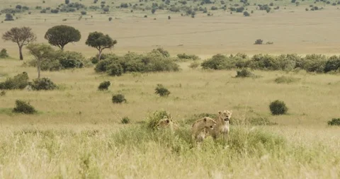 Three lionesses on a rock Stockbeeldmateriaal 124671016