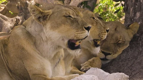 Three lionesses in the shade of an old tree. Two of the predators pant in Stock Footage 332628109