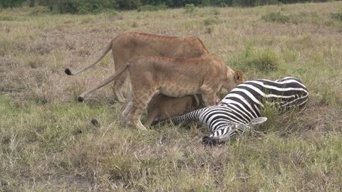 Three lionesses share a new zebra kill in the Mara plains Stock Footage 295950287