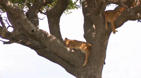 Three lionesses in a tree with a zoom out Stock Footage 34966958