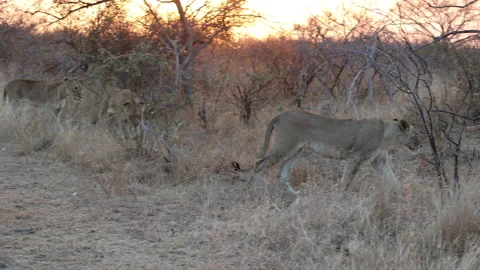 Three lionesses walking in the bush at sunset. Stock Footage 201616085
