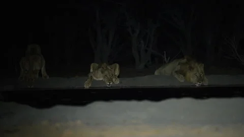 Three lions drinking at a waterhole at night in Hwange National Park Part 1 Stock Footage 337433845