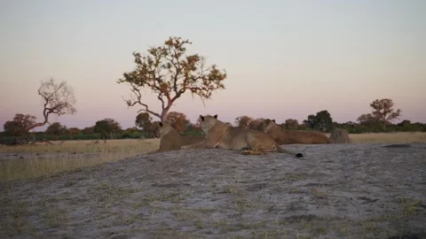 Three lions in the evening light 4K Africa Stock Footage 281727505