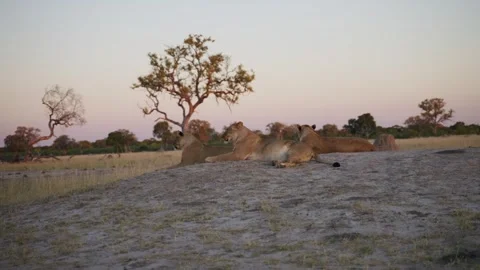 Three lions in the evening light 4K Africa Stock Footage 281727533