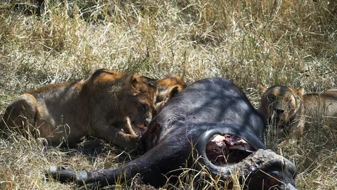 Three lions feeding on a cape buffalo at serengeti national park Stock Footage 101101549