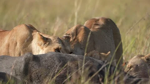 Three Lions Feeding Closely Together on Buffalo Carcass, African Wildlife Stock Footage 346246417