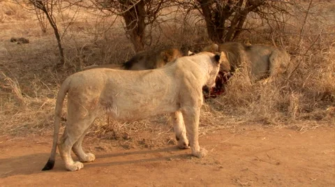 Three Lions at kill feeding Stock Footage 46457513