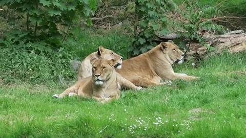 Three lions lie on a spring meadow Stock Footage 105844759