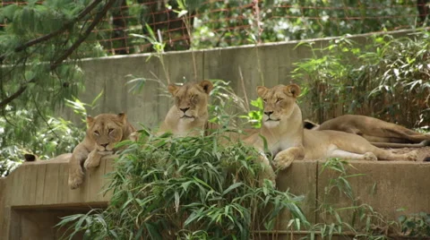 Three lions looking around and into the camera Stock Footage 66686800