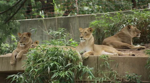 Three lions looking around and into the camera Stock Footage 66686903