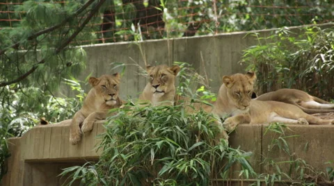 Three lions looking around and into the camera Stock Footage 66687141