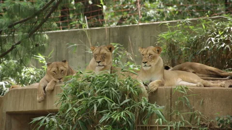 Three lions looking around and into the camera Stock Footage 66687477