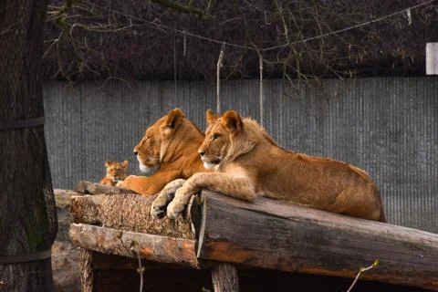 Three lions lying down and relaxing, two male lions and one female lion Stock Photos