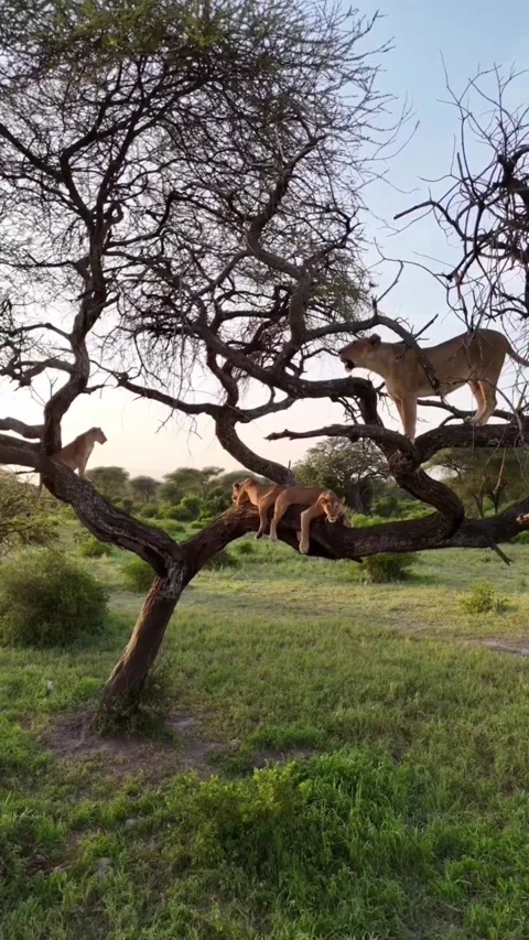 Three lions resting in the branches of a large acacia tree in the african Stockbeeldmateriaal 334268686