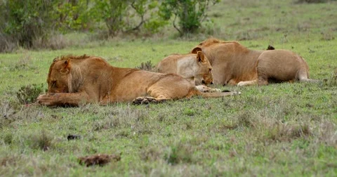 Three Lions resting Stock Footage 60595838