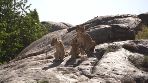 Three lions on the rock Video stock 320423254