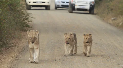 Three lions walking on the road. Stock Footage 25544032