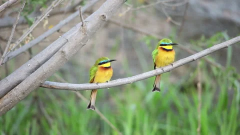 Three Little Bee-eater on a branch Stock Footage 142994740