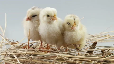 Three little chick falling asleep on the hay Stock Footage 52263802