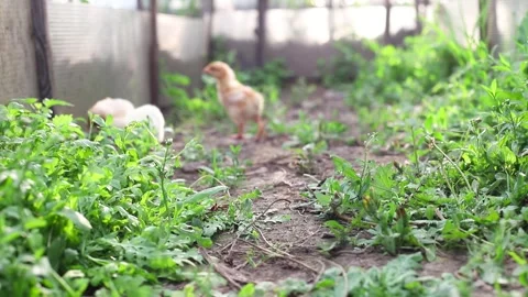 Three little chicken chicks hen walk and peck green grass in greenhouse Stock Footage 309039658